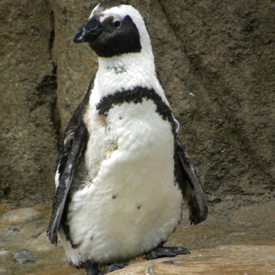 penguin_brian