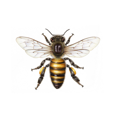 theapiarist