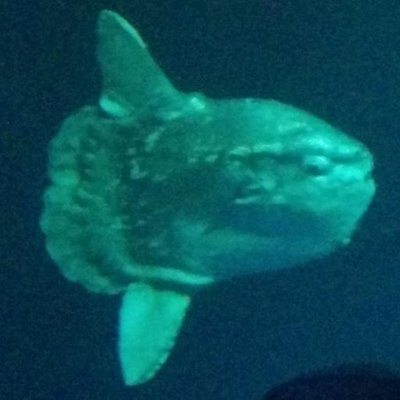 sunfish