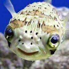 sparkfish