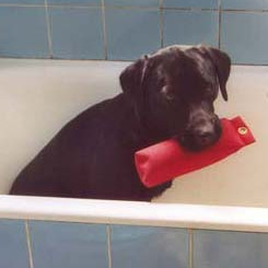 hund