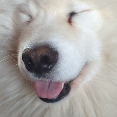nobug