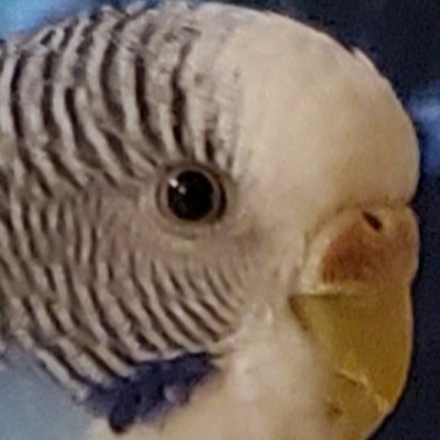 mdiediker