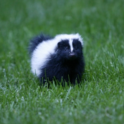trentskunk